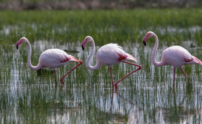 Tuz Gölü'ne göç eden flamingoların Aksaray molası