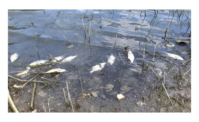 Alibeyköy Barajı'nda korkutan balık ölümleri 
