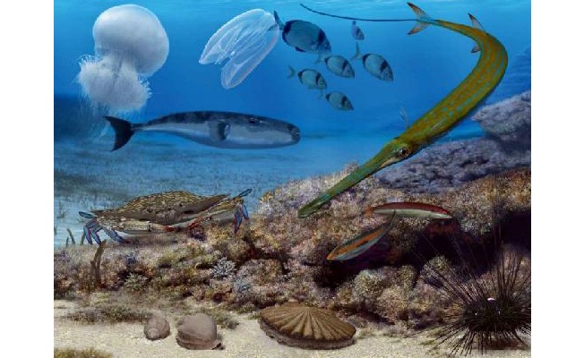 'Denizlerimizdeki yabancı türler biyo-güvenlik sorununa neden oluyor'