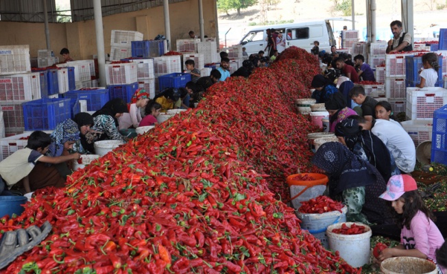 7 bin tarım işçisi, geçimini biberden kazanıyor