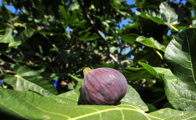 Bursa siyahı inciri, dünya pazarına ihraç ediliyor