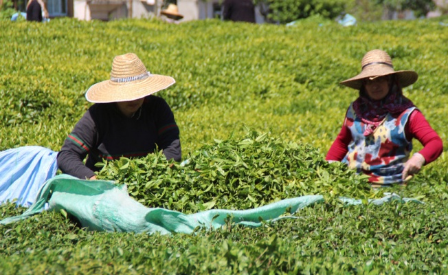 Çay ailece toplandı, 100 milyon dolar üreticiye kaldı