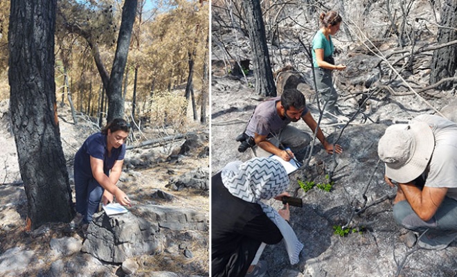 Muğla'da yanan 'özel bölgeler' için ekolojik kurtarma operasyonu