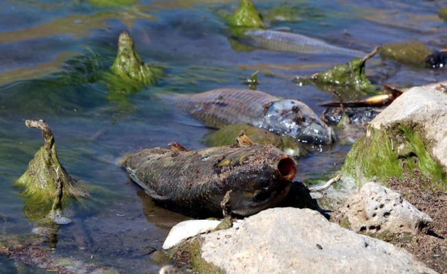 Van'da baraj gölündeki balıklar şoka girip ölmüş