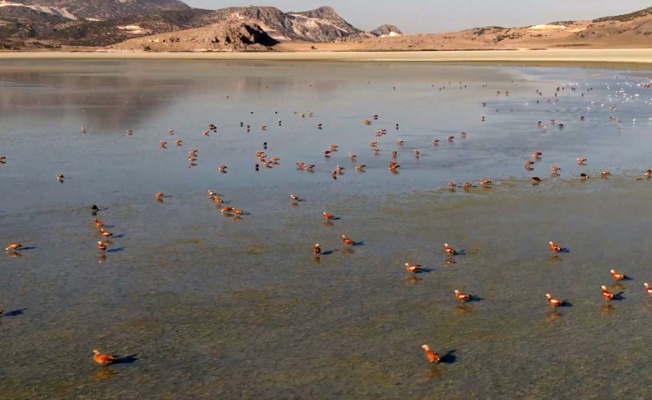 Yarışlı Gölü'nde sonbaharla kuş popülasyonu da arttı