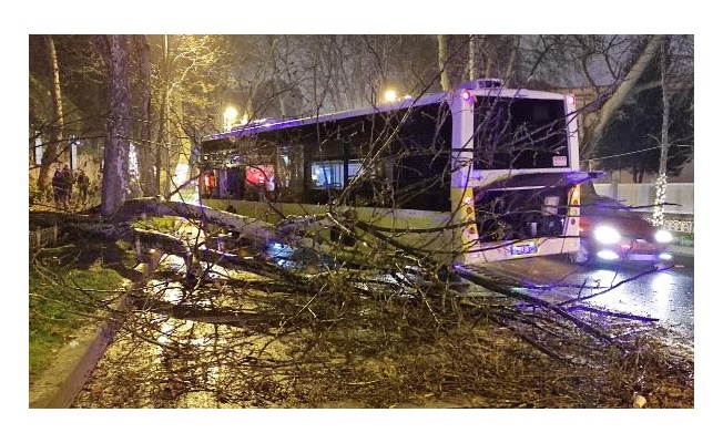 Beşiktaş'ta İETT otobüsü asırlık çınar ağacına çarptı