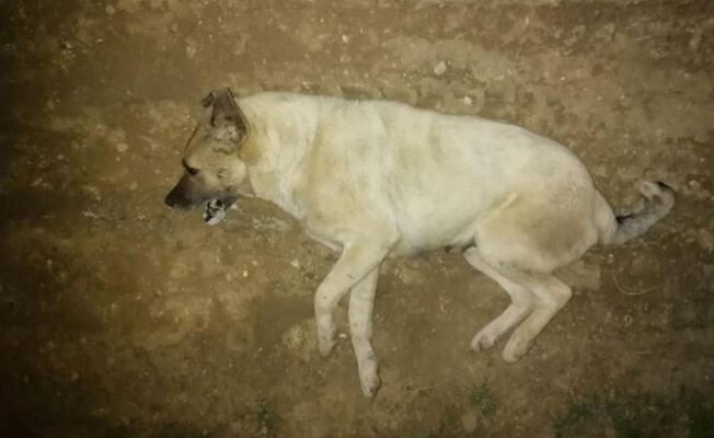 Mudanya'da yine 'zehirlenen' köpekler öldü; soruşturma başlatıldı