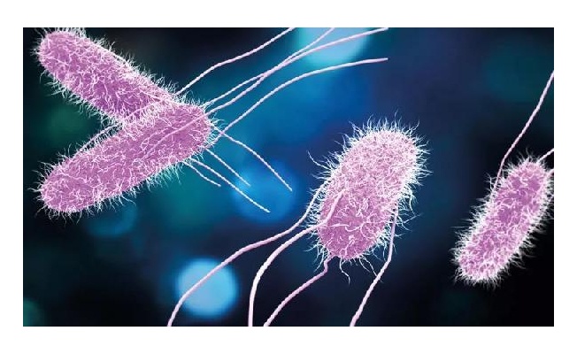 Prof. Dr. Besler: Okul kantinleri salmonella virüsüne karşı denetlenmeli