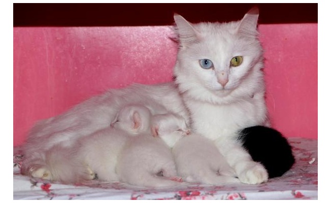 Van Kedi Villası'nda 100 yeni yavru dünyaya geldi 