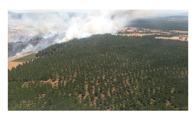 Çanakkale'de tarladaki yangın ormana sıçradı 