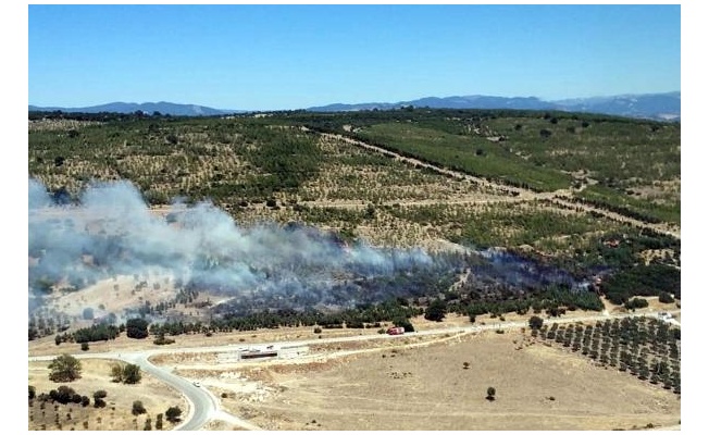 Tarım arazisinde çıkan yangın, ağaçlandırma sahasına sıçradı