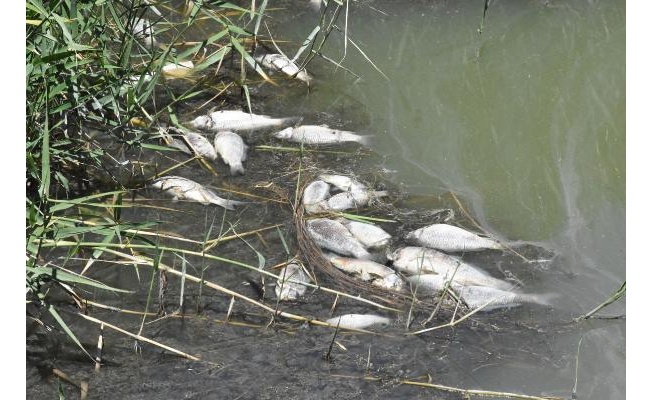 'Ulusal öneme haiz sulak alan' ilan edilen gölde balık ölümleri