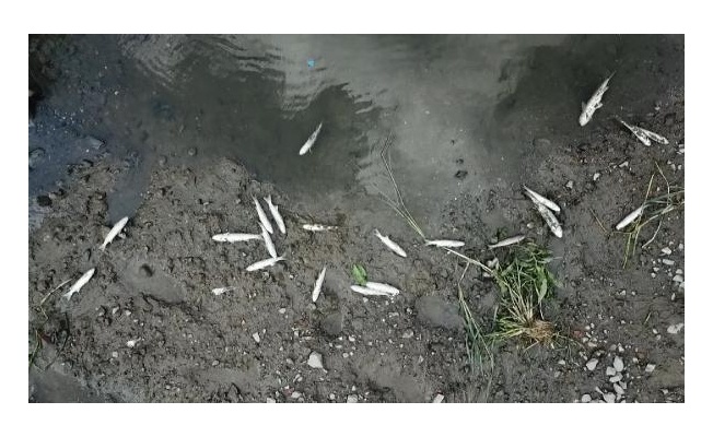 Alibeyköy Deresi'nde balık ölümleri