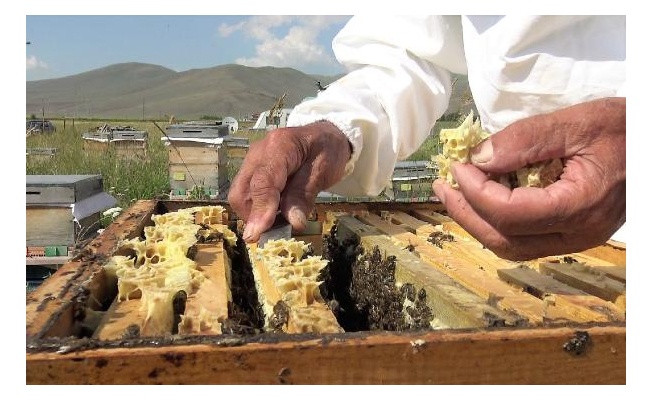Kafkas arılarının tescilli balında 900 ton üretim beklentisi 