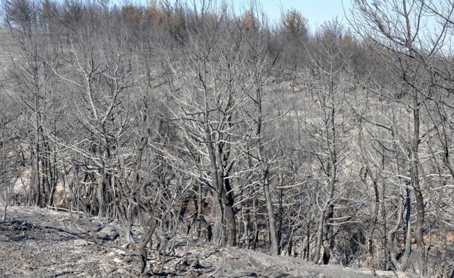 Manisa'da, 5 gün arayla 444 hektar alan yandı