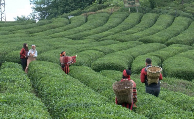 Rize’de 'çay turizmi' bereketi