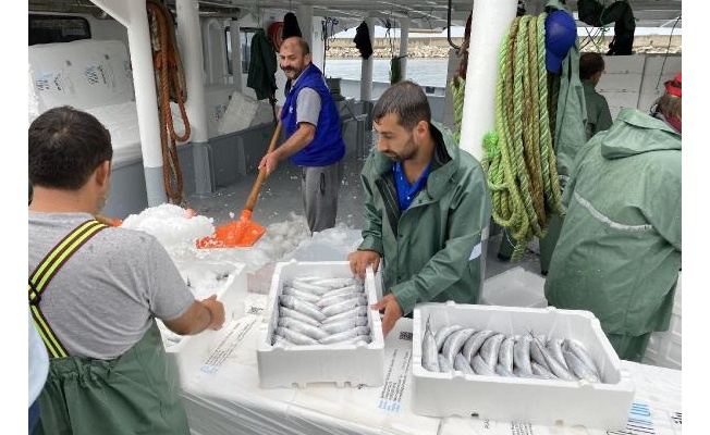 Amasralı balıkçılar, 40 ton palamut avladı 