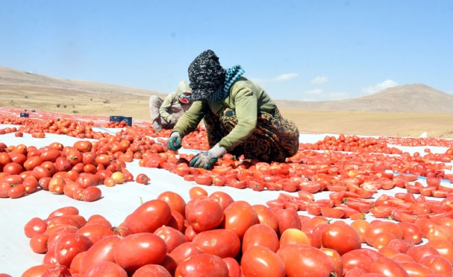 Bitlis'te kurutulan domatesler Avrupa yolcusu