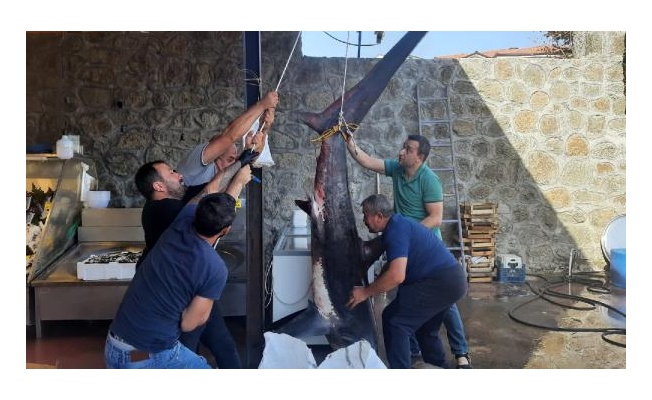 Gölcüklü balıkçı, 350 kiloluk camgöz köpek balığı yakaladı