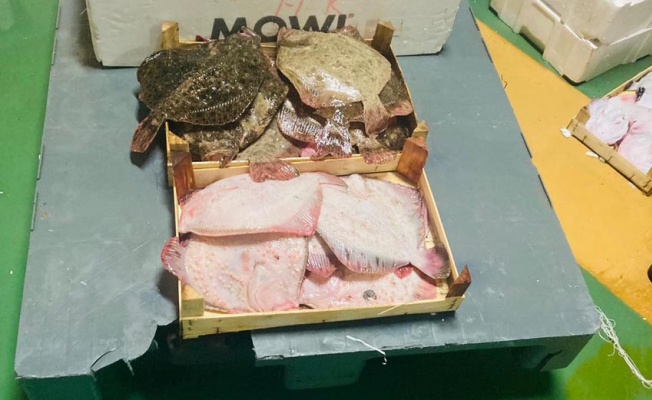 Gürpınar Hali'nde yasak avlanan 1 ton balık yakalandı