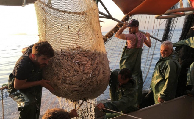 İzmir'de balıkçılar 'Vira bismillah' dedi, ağlardan tirsi ve sardalya çıktı