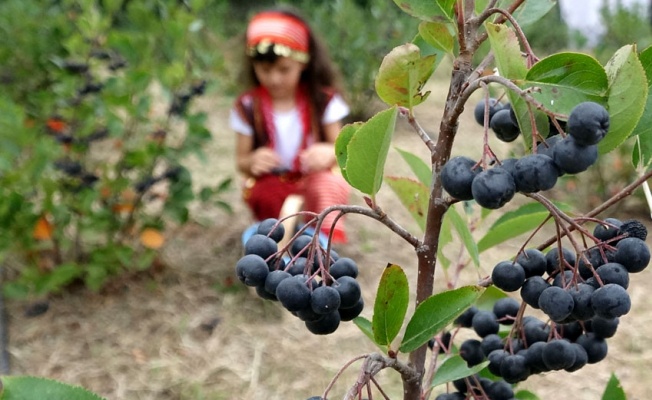 Karadeniz'in yeni meyvesi aronya için hasat zamanı