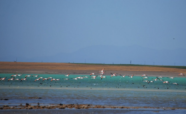 Kuş cenneti Arin Gölü kuruyor