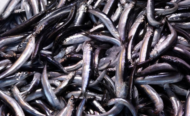 Türkiye’nin balık tercihi araştırıldı; hamsi zirvede
