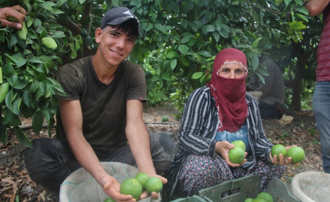 Adana'da mandalina hasadı başladı; talep az olunca fiyatlar düşük