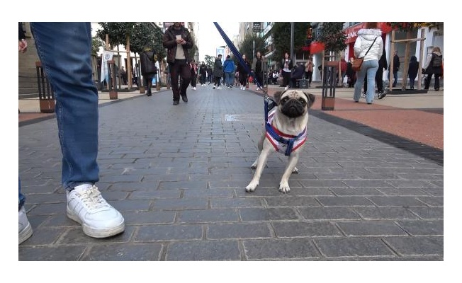 Trabzon'da sahipli köpeklere 'ağızlık' kararı tartışması