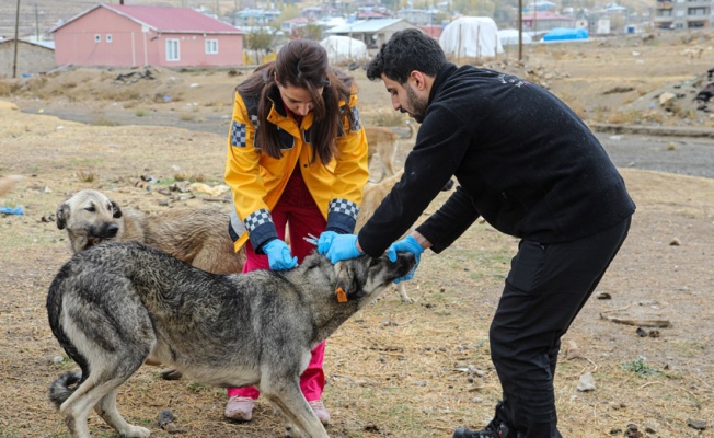 Van'da 5 bin sokak köpeğine kuduz aşısı