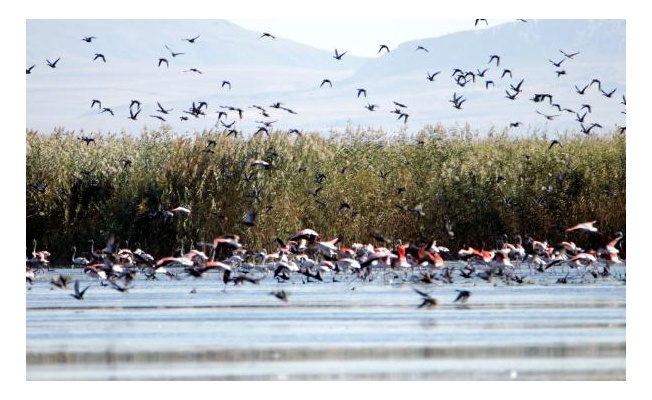Van Gölü Havzası'ndaki kuraklık, göçmen kuşların yaşam alanlarını da daraltıyor