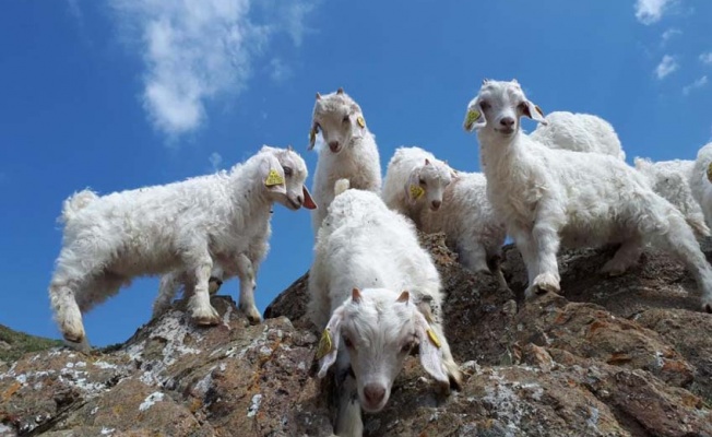 Yerli keçi varlığı 5 milyondan 12 milyona yükseldi