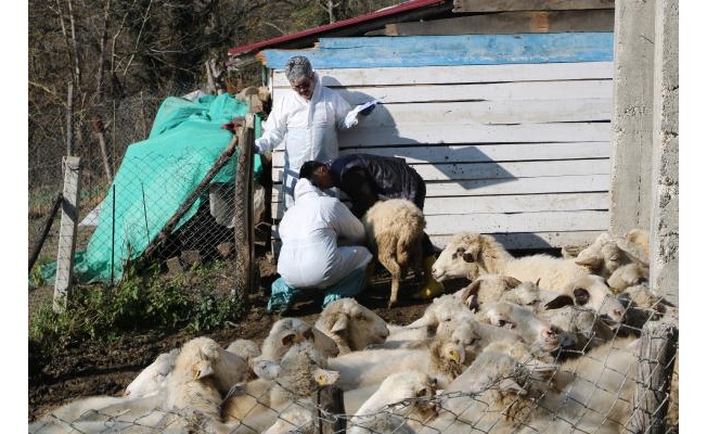 Hayvanlarda çiçek hastalığı görüldü, 50 köy karantinaya alındı