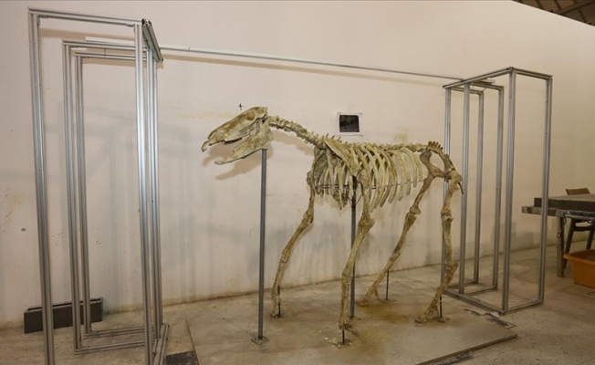 Kayseri'de fosil kazı çalışmalarında bulunan üç toynaklı at iskeleti ayağa kaldırıldı