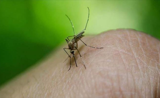 Sıcak geçen kış sivrisinek popülasyonunu artırıyor