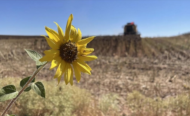 Trakya'da ayçiçeği ekimi yaklaşırken "derin sürümle toprağın nemini kaybetmeyin" uyarısı