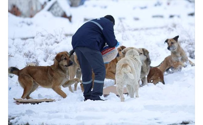 Ankara'da sahipsiz hayvanlar için 5 ton mama bırakıldı