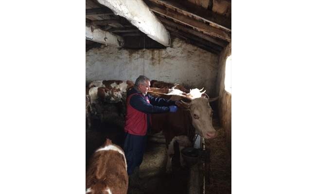 Kars'ta büyükbaş hayvanlara şap aşısı yapılıyor
