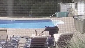 ABD’de bahçe kapısını kırarak havuza giren ayı uyuyakalan ev sahibini korkuttu
