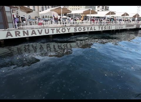 Arnavutköy'de denizanası yoğunluğu