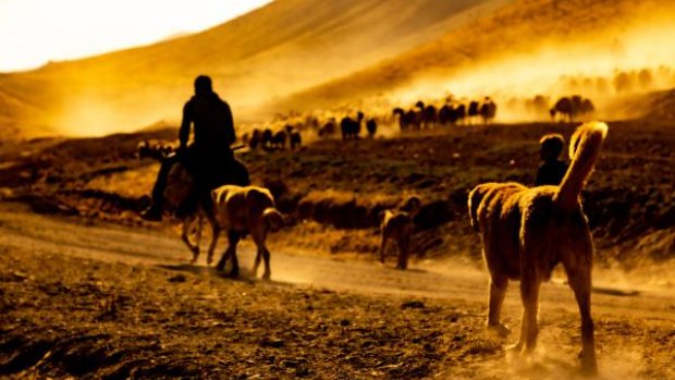 Bitlis'te koyunların 'tozlu yolculuğu'