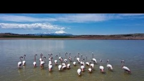 Tuz Gölü'ne göç eden flamingoların renkli yolculuğu