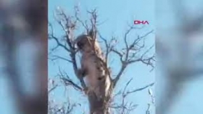 Köpeklerden kaçan vaşak, ağacın tepesine tırmandı