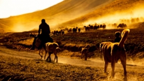 Bitlis'te koyunların 'tozlu yolculuğu'